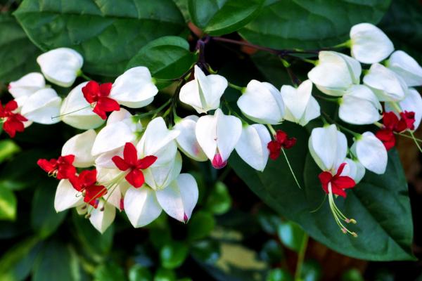 龍吐珠圖片大全 龍吐珠花語及寓意