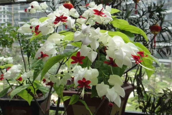 龍吐珠圖片大全 龍吐珠花語及寓意