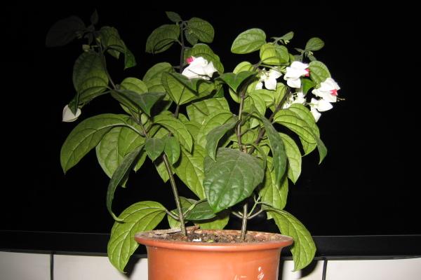 龍吐珠圖片大全 龍吐珠花語及寓意