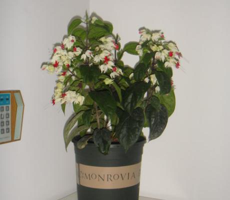 龍吐珠圖片大全 龍吐珠花語及寓意