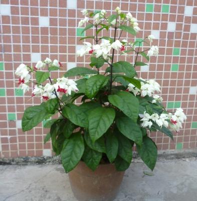 龍吐珠圖片大全 龍吐珠花語及寓意