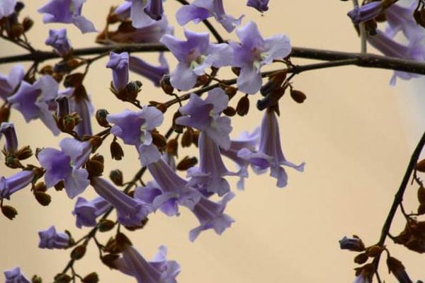 夢見梧桐樹開花是什么意思 女人夢到梧桐樹有什么預兆