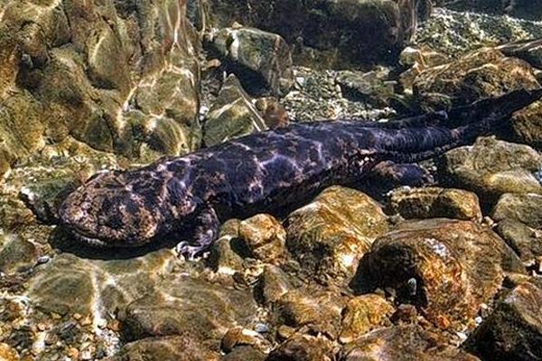 夢見娃娃魚是什么意思 女人夢到很大的娃娃魚有什么預兆