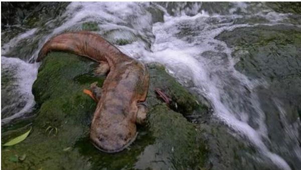 夢見娃娃魚是什么意思 女人夢到很大的娃娃魚有什么預兆