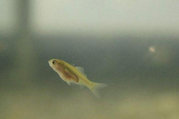 夢見娃娃魚是什么意思 女人夢到很大的娃娃魚有什么預兆