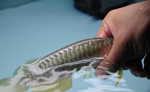 夢見娃娃魚是什么意思 女人夢到很大的娃娃魚有什么預兆