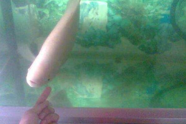 夢見娃娃魚是什么意思 女人夢到很大的娃娃魚有什么預兆