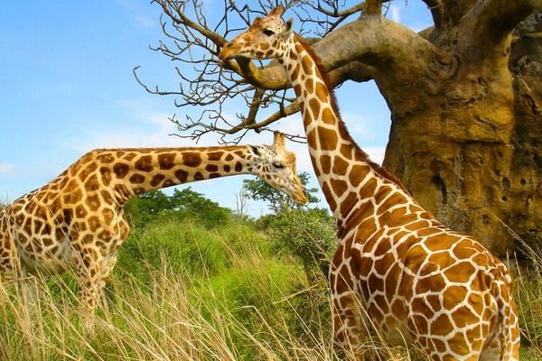 夢見長頸鹿是什么意思 女人夢到長頸鹿追自己有什么預兆