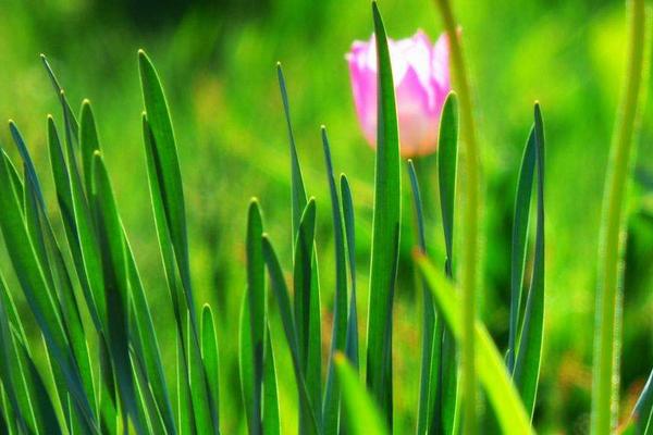 夢見種草是什么意思 女人夢到綠色的草有什么預(yù)兆