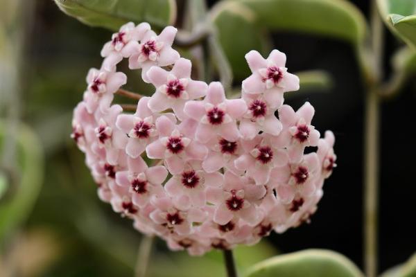 球蘭什么時(shí)候開花(幾月) 球蘭不開花的原因及解決方法