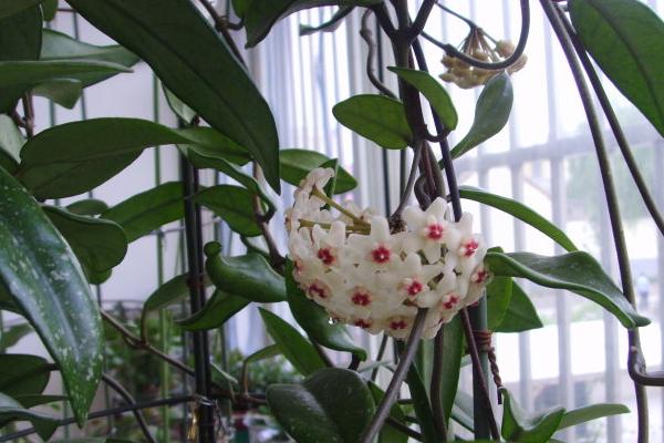 球蘭什么時(shí)候開花(幾月) 球蘭不開花的原因及解決方法