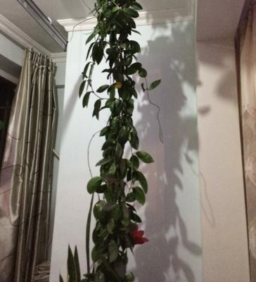 球蘭什么時(shí)候開花(幾月) 球蘭不開花的原因及解決方法