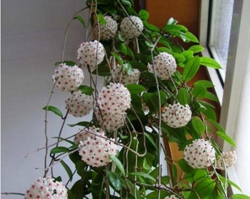 球蘭什么時(shí)候開花(幾月) 球蘭不開花的原因及解決方法