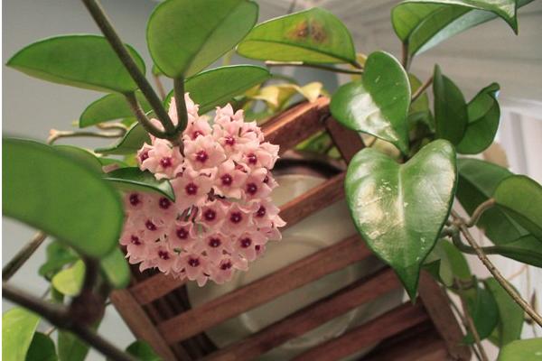 球蘭什么時(shí)候開花(幾月) 球蘭不開花的原因及解決方法