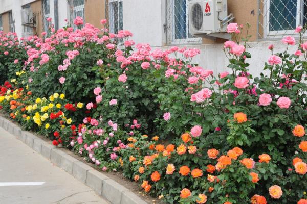 藤本月季市場價格多少錢一棵 藤本月季怎么爬藤