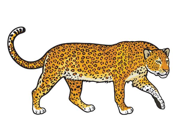 夢見豹子是什么意思 孕婦夢到豹子有什么預兆