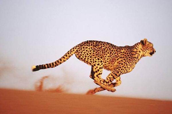 夢見豹子是什么意思 孕婦夢到豹子有什么預兆