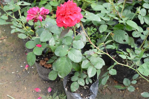 藤本月季市場(chǎng)價(jià)格多少錢一棵 藤本月季怎么爬藤