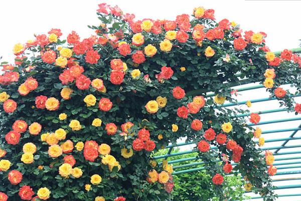 藤本月季市場(chǎng)價(jià)格多少錢一棵 藤本月季怎么爬藤