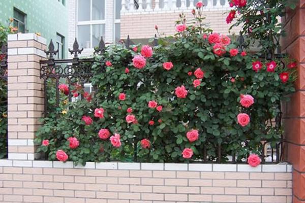藤本月季市場(chǎng)價(jià)格多少錢一棵 藤本月季怎么爬藤