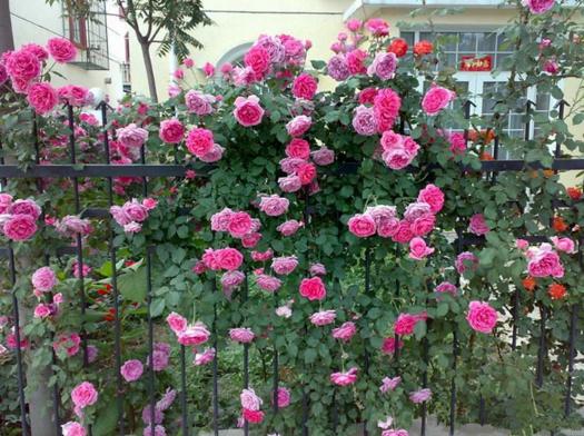 藤本月季市場(chǎng)價(jià)格多少錢一棵 藤本月季怎么爬藤