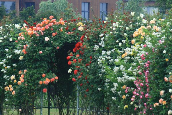 藤本月季市場(chǎng)價(jià)格多少錢一棵 藤本月季怎么爬藤