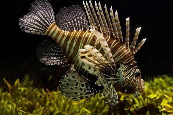 夢見抓魚是什么意思 夢到和好多人一起抓魚有什么預兆