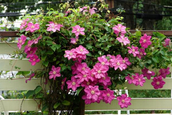 鐵線蓮葉子變黃怎么辦 鐵線蓮葉子干枯枯萎的解決方法