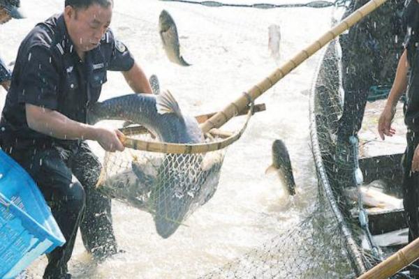 夢見抓魚是什么意思 夢到和好多人一起抓魚有什么預兆