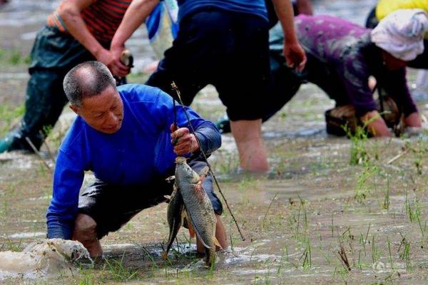 夢見抓魚是什么意思 夢到和好多人一起抓魚有什么預兆