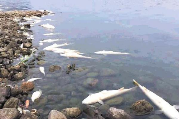 夢見抓魚是什么意思 夢到和好多人一起抓魚有什么預兆