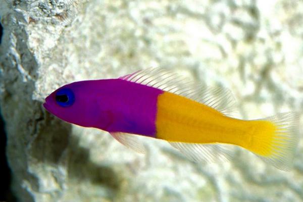 夢見抓魚是什么意思 夢到和好多人一起抓魚有什么預兆