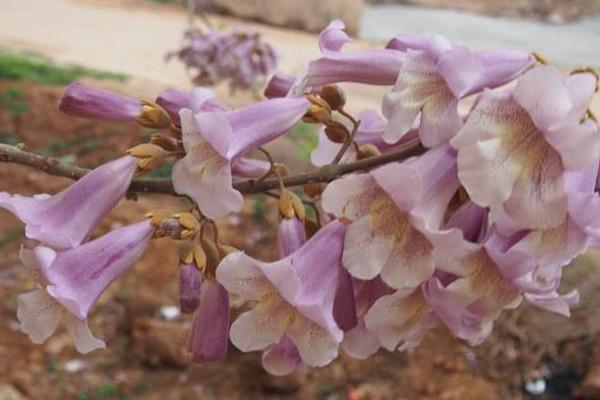 夢見梧桐樹開花是什么意思 女人夢到梧桐樹有什么預兆