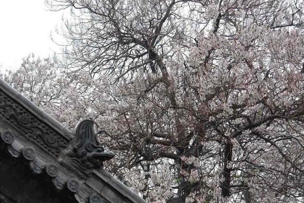 夢見梧桐樹開花是什么意思 女人夢到梧桐樹有什么預兆