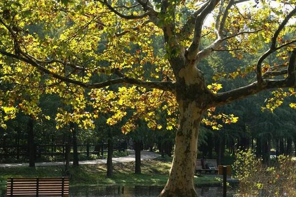 夢見梧桐樹開花是什么意思 女人夢到梧桐樹有什么預兆