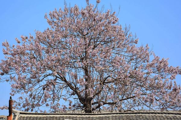 夢見梧桐樹開花是什么意思 女人夢到梧桐樹有什么預兆