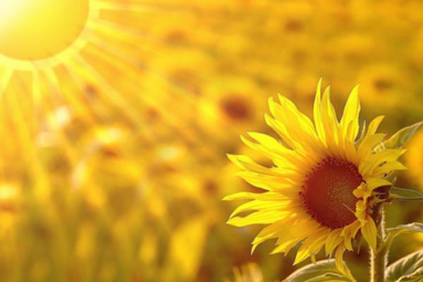 夢見向日葵是什么意思 女人夢見大片盛開的向日葵花有什么預兆