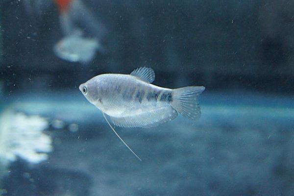 夢見小魚是什么意思 女人夢到抓很多小魚有什么預兆