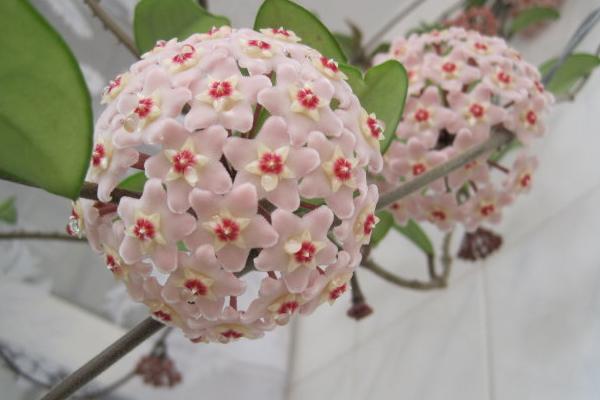 球蘭花有毒嗎  球蘭花能放在室內(nèi)臥室嗎