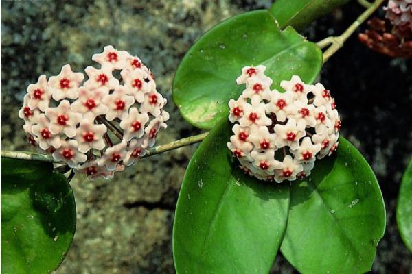 球蘭什么時(shí)候開花(幾月) 球蘭不開花的原因及解決方法