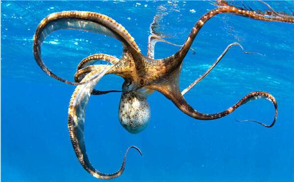 夢(mèng)見(jiàn)八爪魚(yú)是什么意思 女人夢(mèng)到八爪魚(yú)有什么預(yù)兆