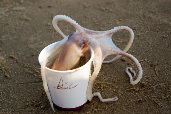 夢(mèng)見(jiàn)八爪魚(yú)是什么意思 女人夢(mèng)到八爪魚(yú)有什么預(yù)兆