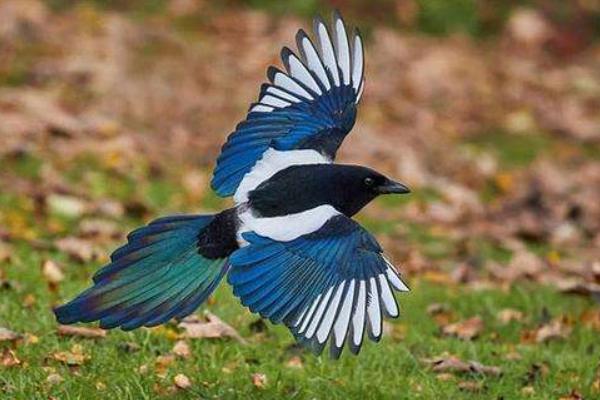 夢見喜鵲是什么意思 夢到喜鵲落到自己手上有什么預兆