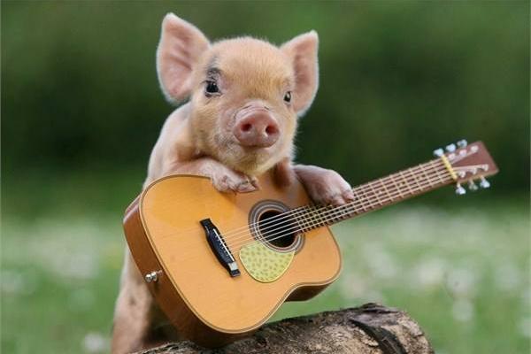 夢見小豬是什么意思 女人夢到很多小豬仔有什么預(yù)兆