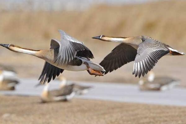 夢見大雁是什么意思 女人夢到大雁成群飛有什么預(yù)兆