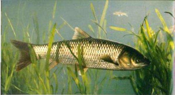 夢見草魚是什么意思 孕婦夢到大草魚有什么預兆