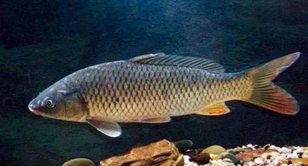 夢見草魚是什么意思 孕婦夢到大草魚有什么預兆