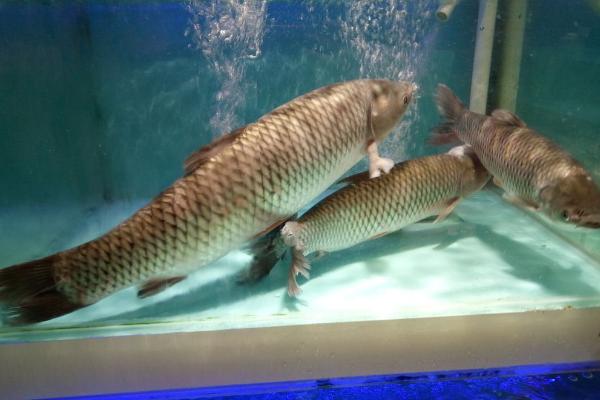 夢見草魚是什么意思 孕婦夢到大草魚有什么預兆