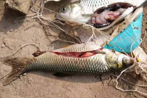 夢見草魚是什么意思 孕婦夢到大草魚有什么預兆