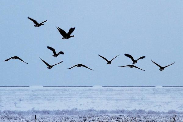 夢見大雁是什么意思 女人夢到大雁成群飛有什么預(yù)兆